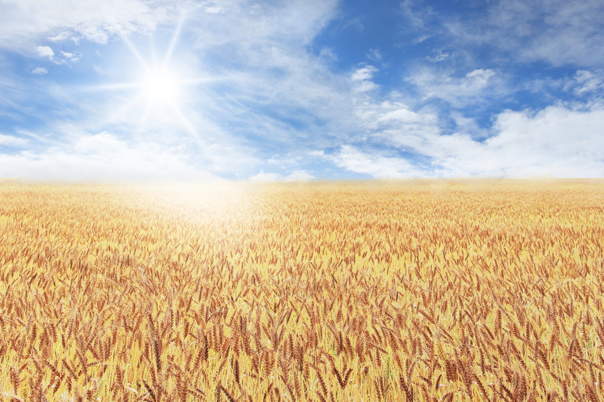 Пшеничное солнце. Пшеничное поле солнце. Восход на пшеничном поле. Пшеничное поле на рассвете. Пшеничное поле красками.